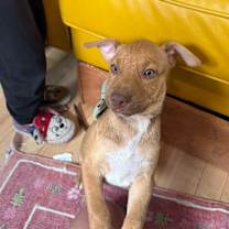 Thumbnail photo of Lucy Hayes Presidential #4