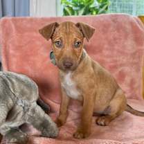 Thumbnail photo of Lucy Hayes Presidential #1