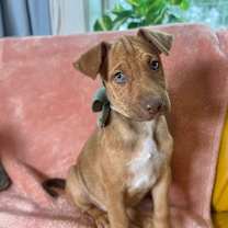 Thumbnail photo of Lucy Hayes Presidential #4