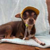 Thumbnail photo of Lieutenant Dan #1