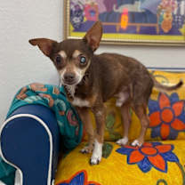 Thumbnail photo of Lieutenant Dan #3