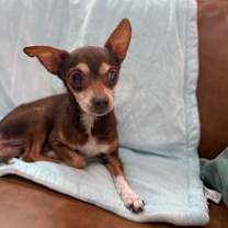 Thumbnail photo of Lieutenant Dan #4