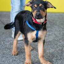 Thumbnail photo of Hickory #1