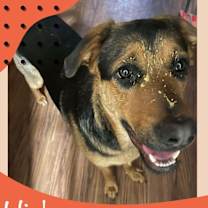 Thumbnail photo of Hickory #3