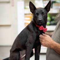 Thumbnail photo of Briggs #1