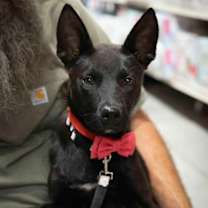 Thumbnail photo of Briggs #3