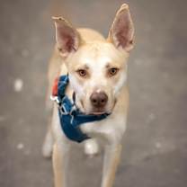 Thumbnail photo of Calder #1