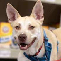 Thumbnail photo of Calder #2