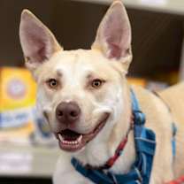 Thumbnail photo of Calder #4