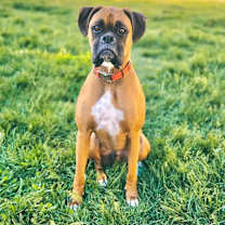 Thumbnail photo of Rex #1