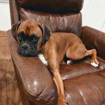 Thumbnail photo of Rex #2