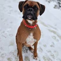 Thumbnail photo of Rex #3