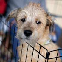 Thumbnail photo of Bahn Mi #1