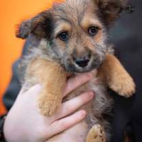 Thumbnail photo of Bahn Mi #4