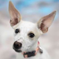 Thumbnail photo of Clarice #1