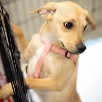 Thumbnail photo of Norman #1