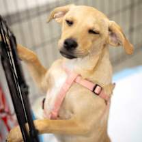 Thumbnail photo of Norman #2