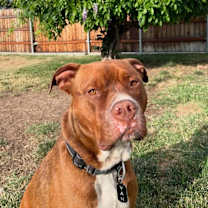 Thumbnail photo of Van Haagar #2