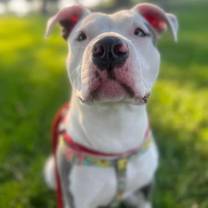 Thumbnail photo of Saiga #3