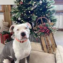 Thumbnail photo of Saiga #4