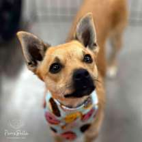 Thumbnail photo of Louboutin #2