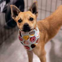 Thumbnail photo of Louboutin #4