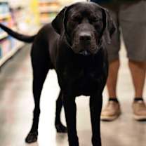 Thumbnail photo of Ruger #1