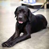 Thumbnail photo of Ruger #2