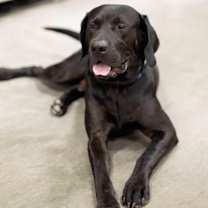 Thumbnail photo of Ruger #4