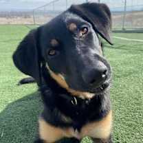 Thumbnail photo of Pepper #3