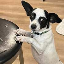 Thumbnail photo of Vesta #2