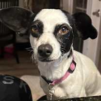 Thumbnail photo of Vesta #4