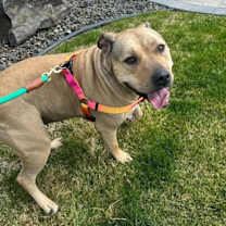 Thumbnail photo of Nyiri #1