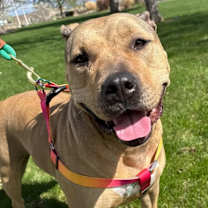 Thumbnail photo of Nyiri #4