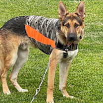 Thumbnail photo of Sonne #3