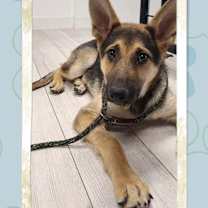 Thumbnail photo of Sonne #4