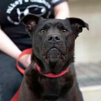 Thumbnail photo of Lasso #2