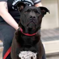 Thumbnail photo of Lasso #3