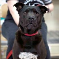 Thumbnail photo of Lasso #4