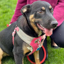 Thumbnail photo of Lily #1