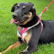 Thumbnail photo of Lily #2