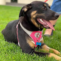 Thumbnail photo of Lily #3