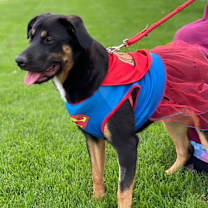 Thumbnail photo of Lily #4