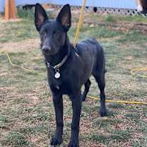 Thumbnail photo of Lando #1