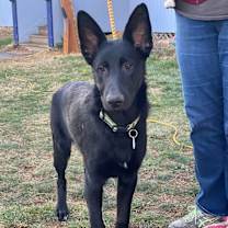 Thumbnail photo of Lando #3