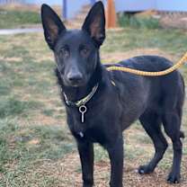 Thumbnail photo of Lando #4