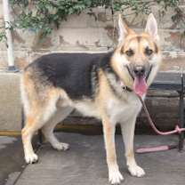 Thumbnail photo of OTTO #1