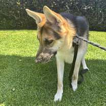 Thumbnail photo of OTTO #4