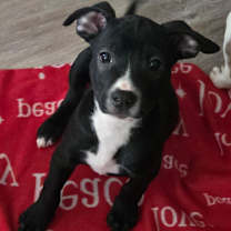 Thumbnail photo of Chase #2