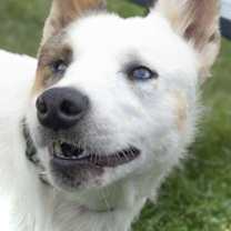 Thumbnail photo of Aria #1